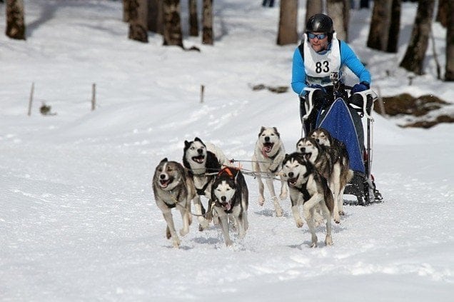 sled-dog-racing-273412_640